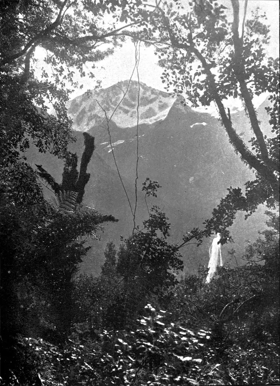 Looking up at a snowy mountain peak through forest with vines and tree ferns; a waterfall is visible in the distance
