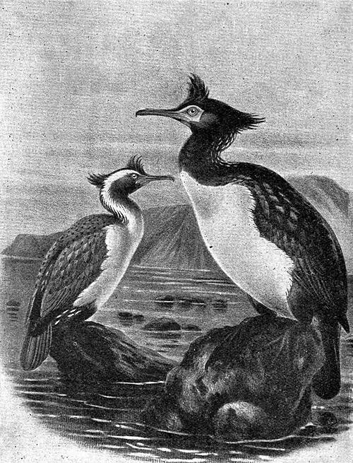 Illustration of two shags (aquatic birds) standing on rocks in the ocean.