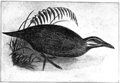 Illustration of a weka, it is standing under a plant.