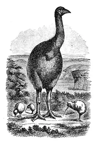 A tall flightless bird (Moa) with small flightless birds (Kiwis) at its feet