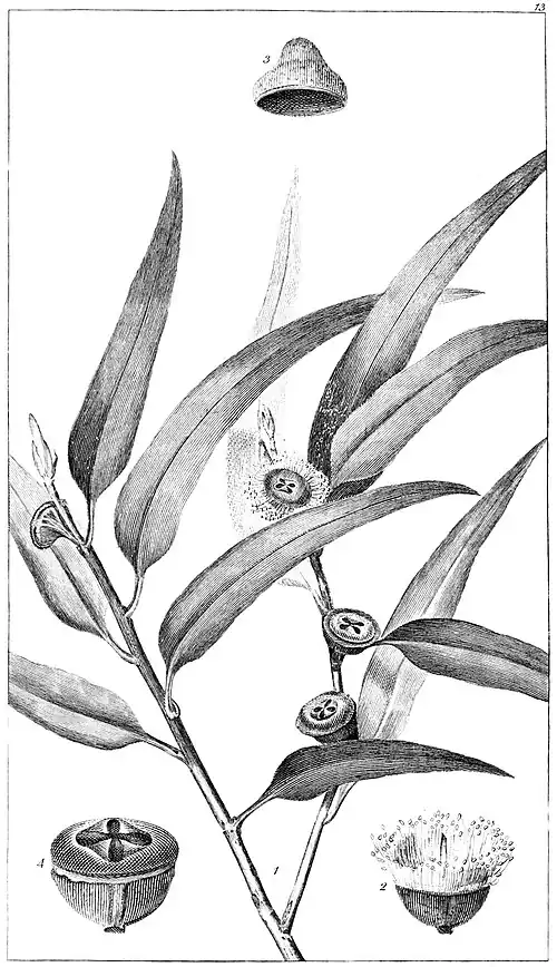 Botanical engraving of Eucalyptus globulus leaves and seeds