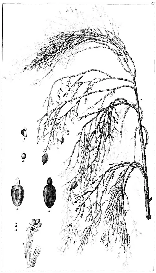 Botanical engraving of Exocarpos cupressiformis leaves and seeds