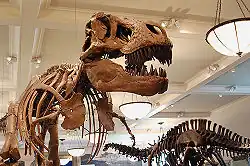 Fossil skeletons of a Tyrannosaurus and an Apatosaurus in a museum