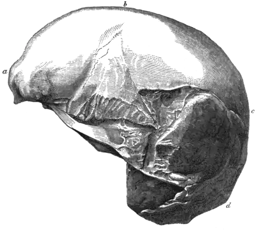 Geological Evidences of the Antiquity of Man Fig. 2.png