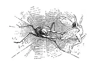 Spider-like creature with four legs, a spider's body and human arms catching a fairy in a spider-web.