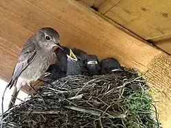Photograph of a bid perched on the side of a nest with several chicks