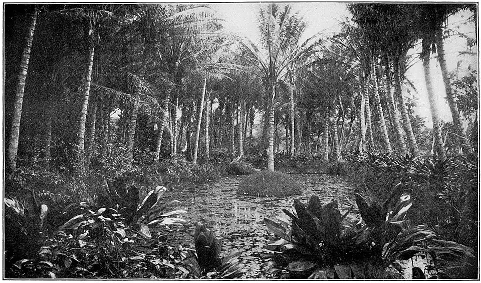 Rows of palm trees with a pond