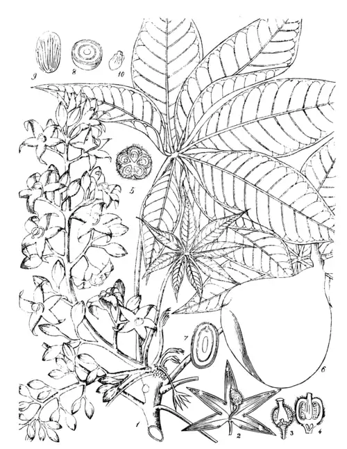 STERCULIA FŒTIDA, LINN.