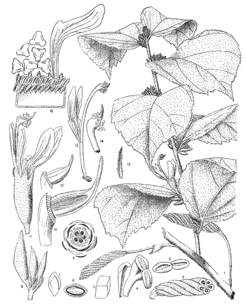 HELICTERES ISORA, LINN.