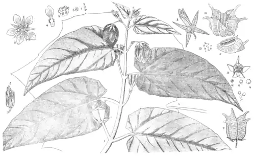 ABROMA AUGUSTA, LINN.