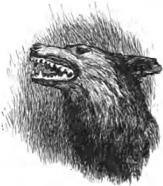 wolf's head