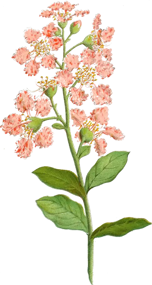 A drawing of flowers