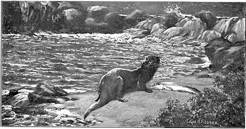 Life Story of an Otter-F173.jpg