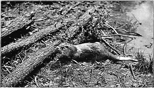 Life Story of an Otter-F8.jpg