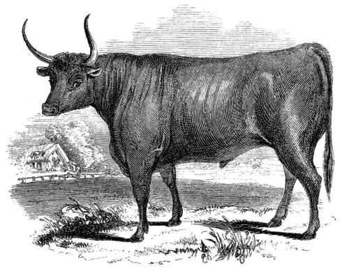 DEVON OX.