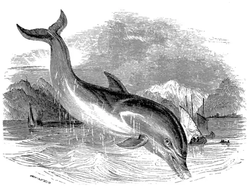 DOLPHIN.