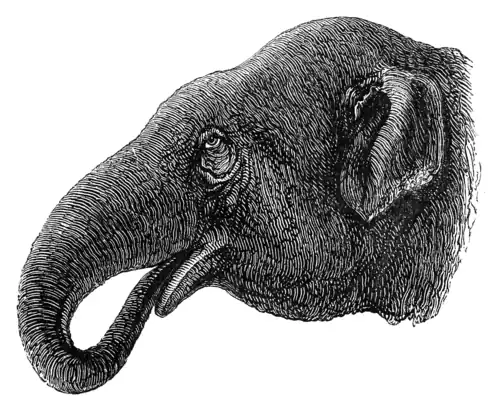 ELEPHANT'S HEAD.