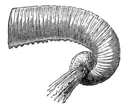 GATHERING STRONG HERBAGE.