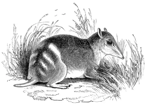 GUNN'S BANDICOOT.