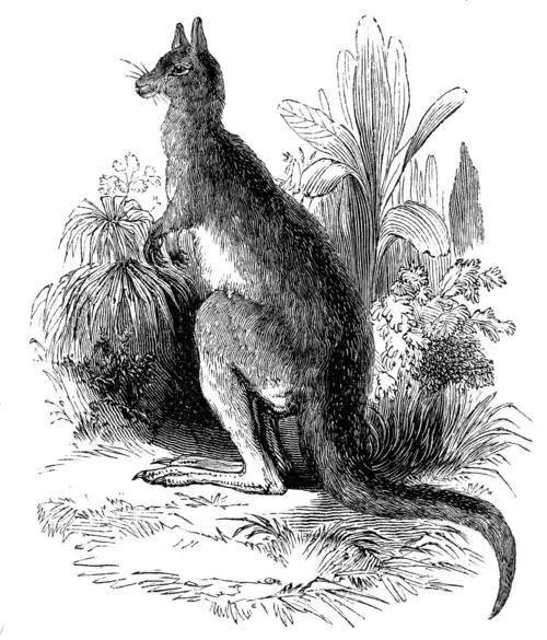 KANGAROO.
