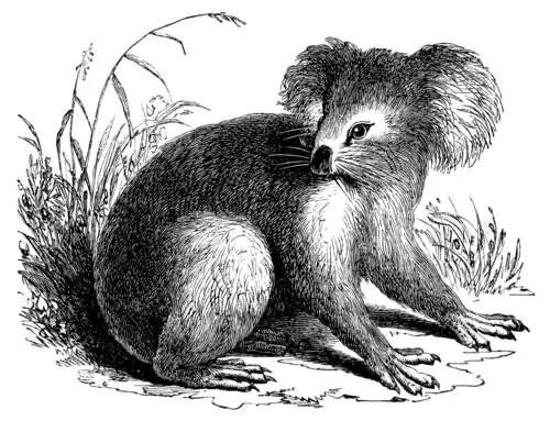 KOALA.