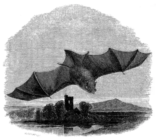 PIPISTRELLE.