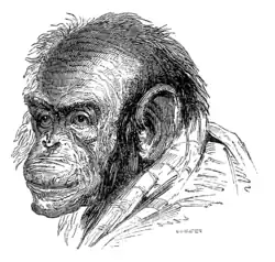 PORTRAIT OF "TOMMY."