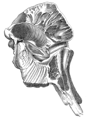 Section Of The Elephant’s Skull.