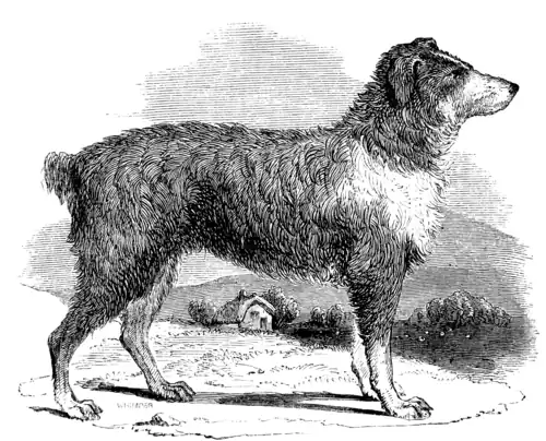 SHEPHERD’S DOG.
