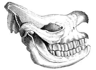 SKULL OF RHINOCEROS BICORNIS.