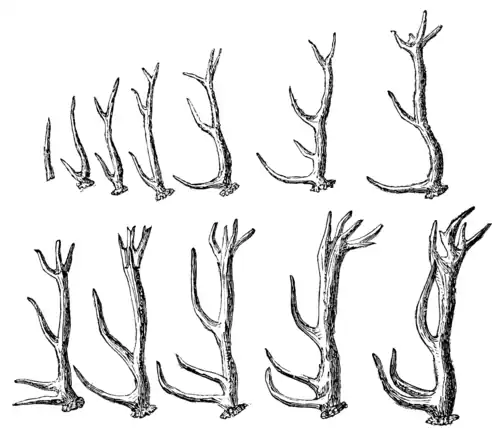 SPECIMENS OF STAG’S HORNS, IN SUCCESSIVE DEVELOPMENT.