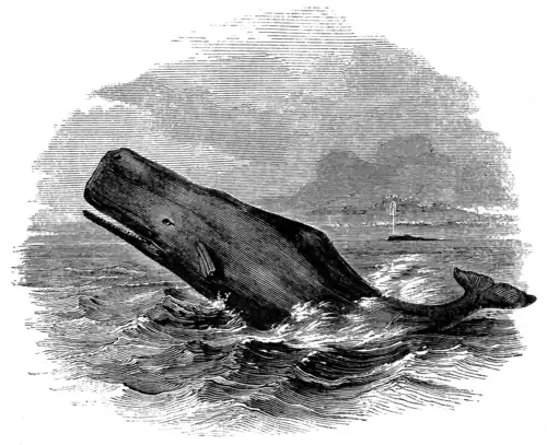 SPERM-WHALE.