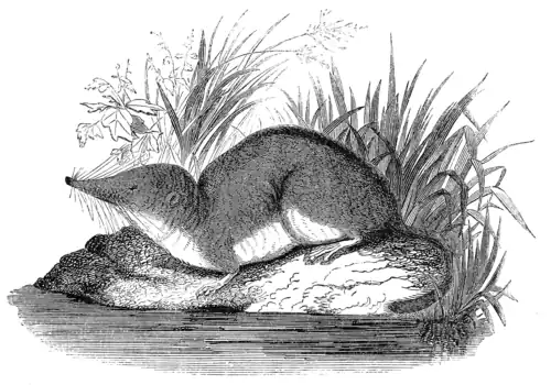 WATER SHREW.