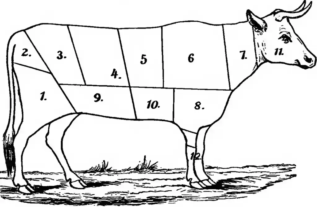 Illustration of the parts of a cow, numbered 1 through 13.