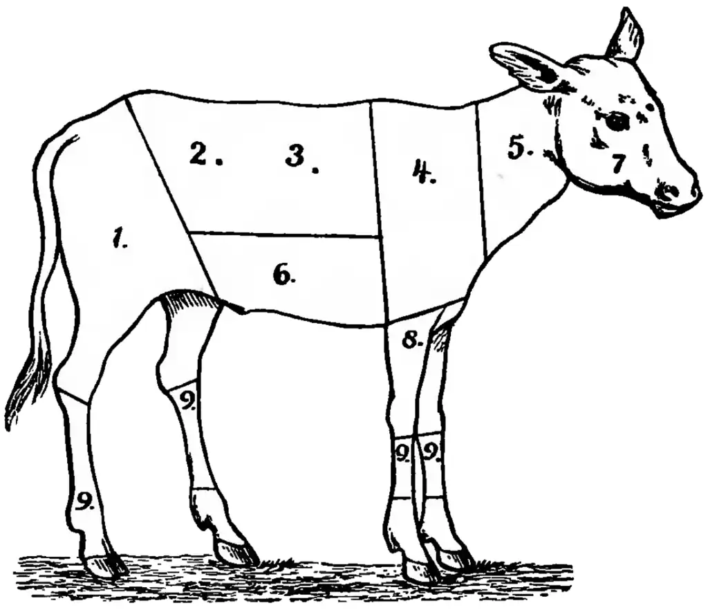 Illustration of the parts of a calf, numbered 1 through 9.
