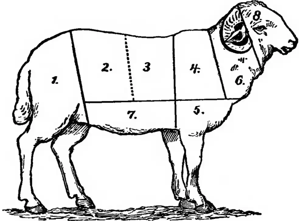 Illustration of the parts of a sheep, numbered 1 through 8.