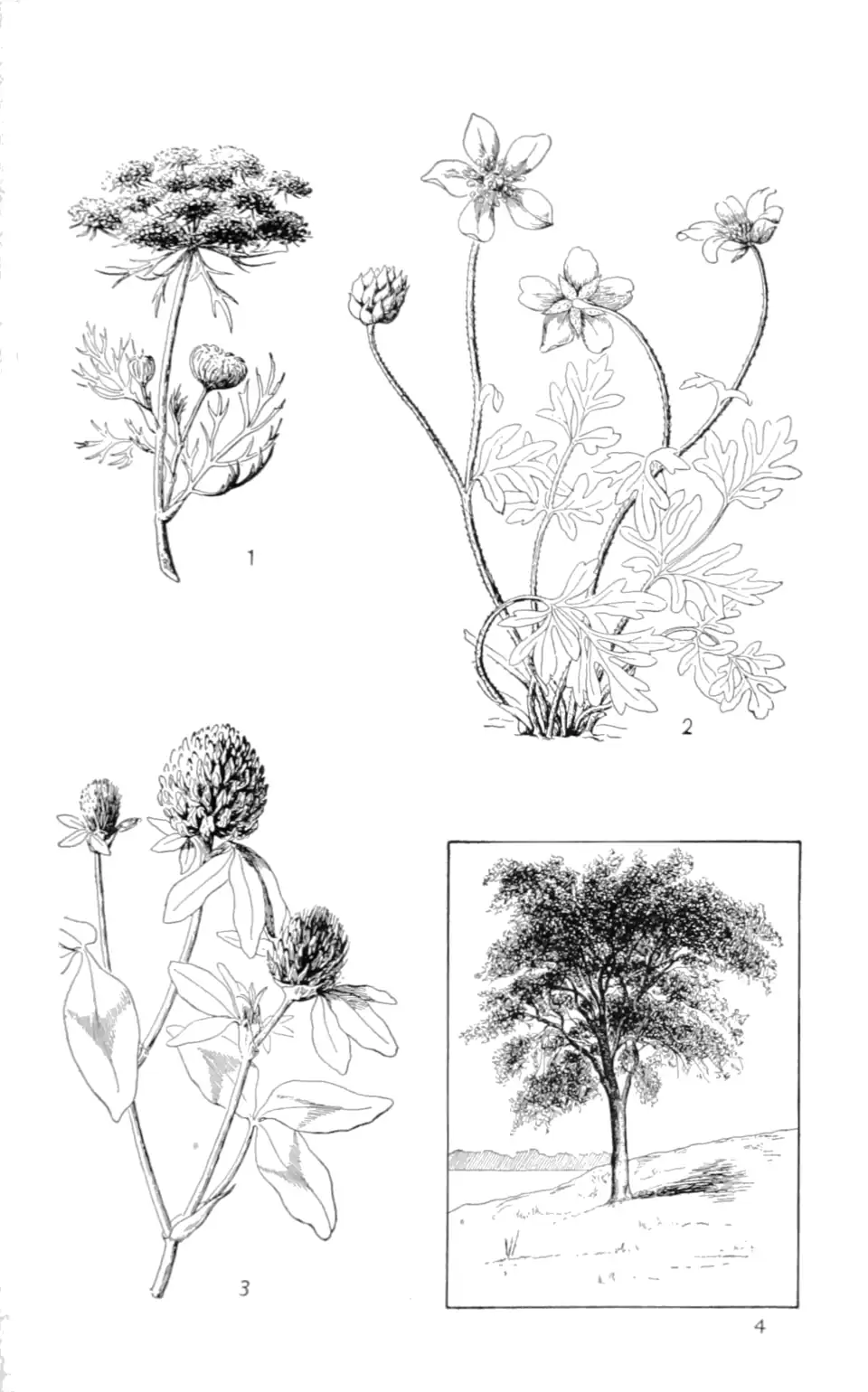 Dicotyledons: 1. Carrot, 2. buttercup, 3. red clover, 4. elm tree
