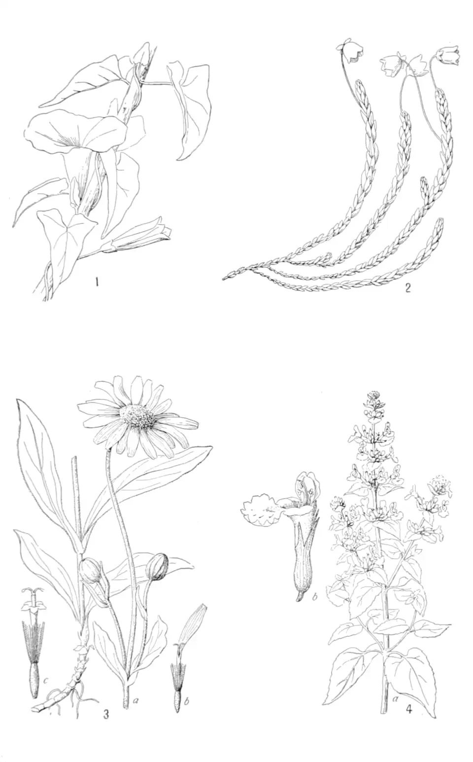 Dicotyledons: 1. Carrot, 2. buttercup, 3. red clover, 4. elm tree