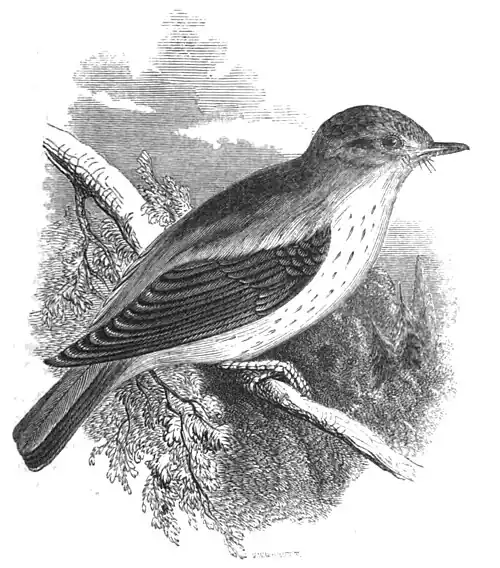 Spotted Flycatcher