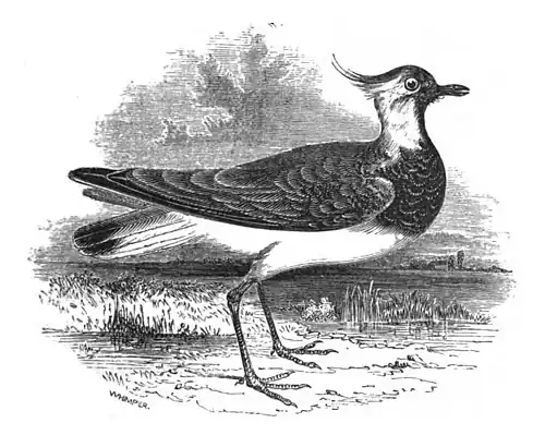 Lapwing