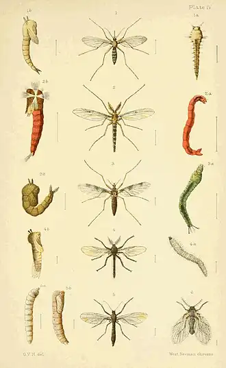Plate IV.