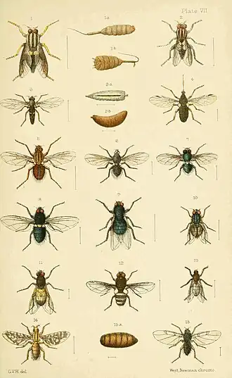 Plate VII.