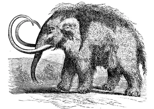 PSM V01 D219 Mammoth.jpg