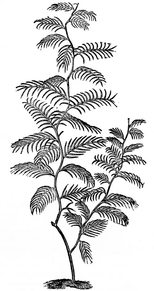 PSM V01 D271 Plumularia.jpg