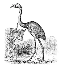 PSM V12 D097 Dinornis gigantea.jpg