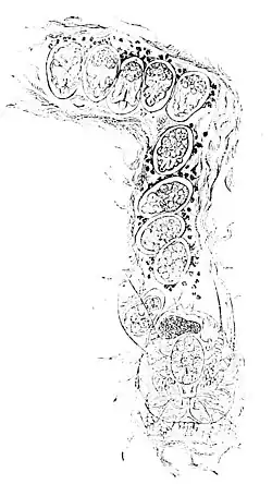 PSM V14 D528 Burrow of itch insect.jpg