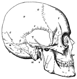 Palæolithic Man and Terramara Settlements in Europe, 0052b.png