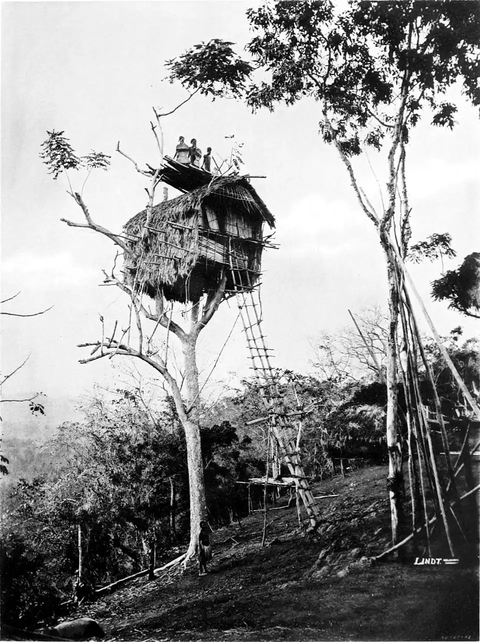Black and white photograph of a house in a tree, with long ladder connecting it to the ground.
