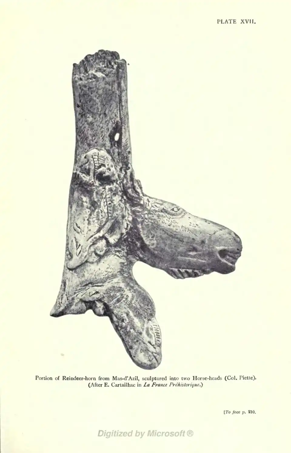 Portion of Reindeer-horn from Mas-d'Azil, sculptured into two Horse-heads (Col. Piette). (After E. Cartailhac in La France Prehistorigue.) [To face p. 210.
