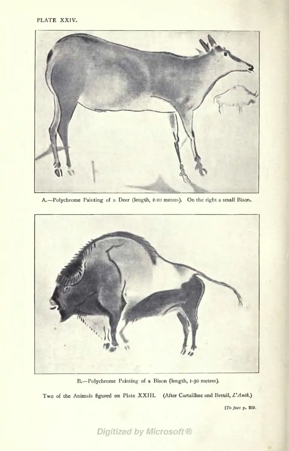 A.—Polychrome Painting of a Deer (length, 2.20 metres). On the right a small Bison. B.—Polychrome Painting of a Bison (length, 1.30 metres). Two of the Animals figured on Plate XXIII. (After Cartailhac and Breuil, L'Anth.) [To face p. 229.